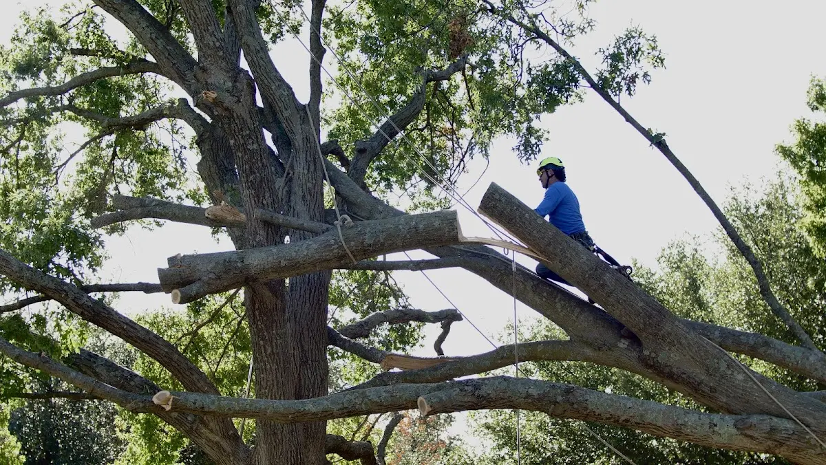 Professional Crown Thinning performed by certified arborists in Olmito